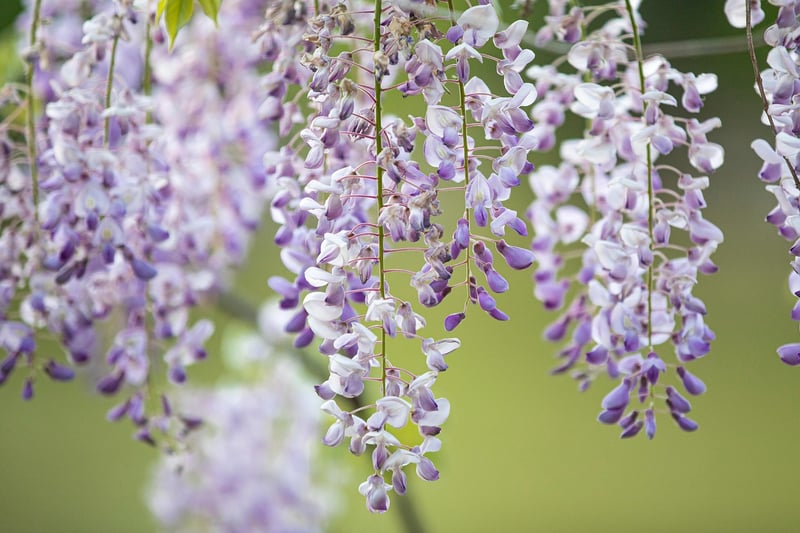 Hanging Garden Ideas