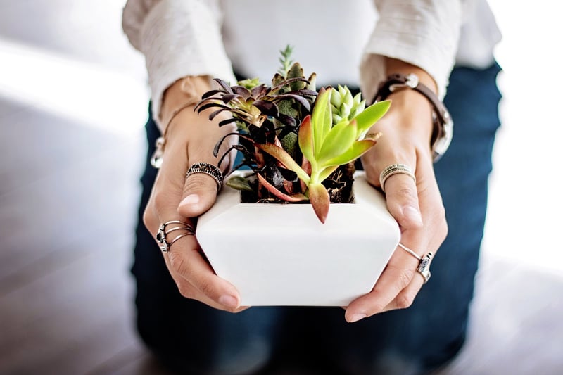 Indoor herb garden